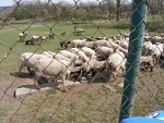 Návštěva školní družiny na místní farmě